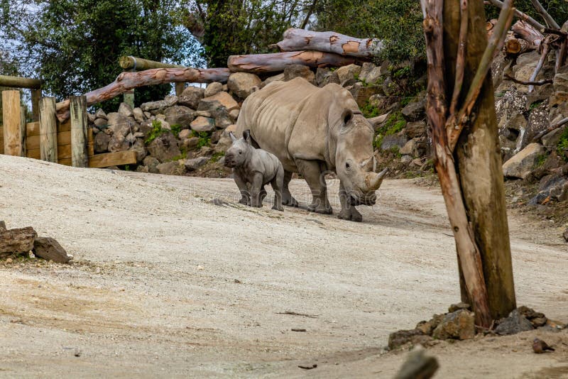 Mother and baby White Rhino. Auckland Zoo Auckland New Zealand