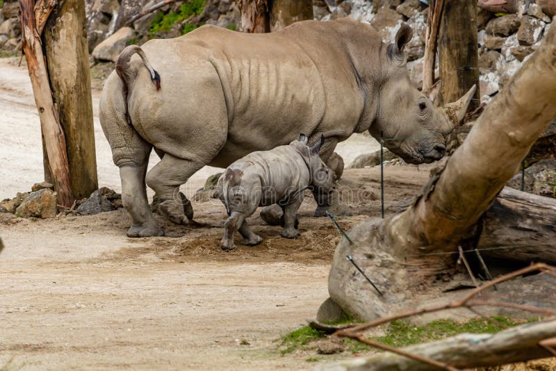 Mother and baby White Rhino. Auckland Zoo, Auckland, New Zealand