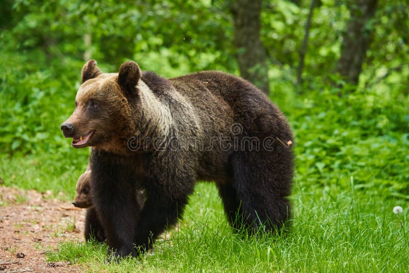 Mother bear and cub stock photo. Image of encounter 249652992