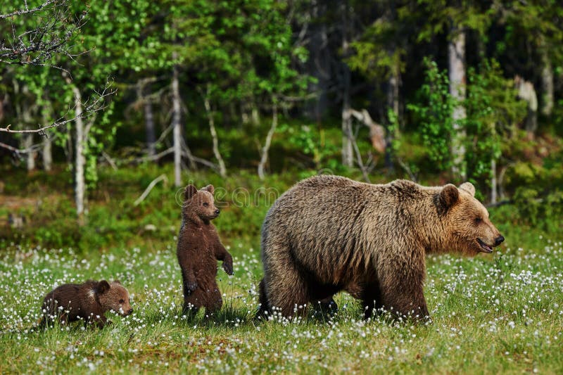 Mother bear and cubs
