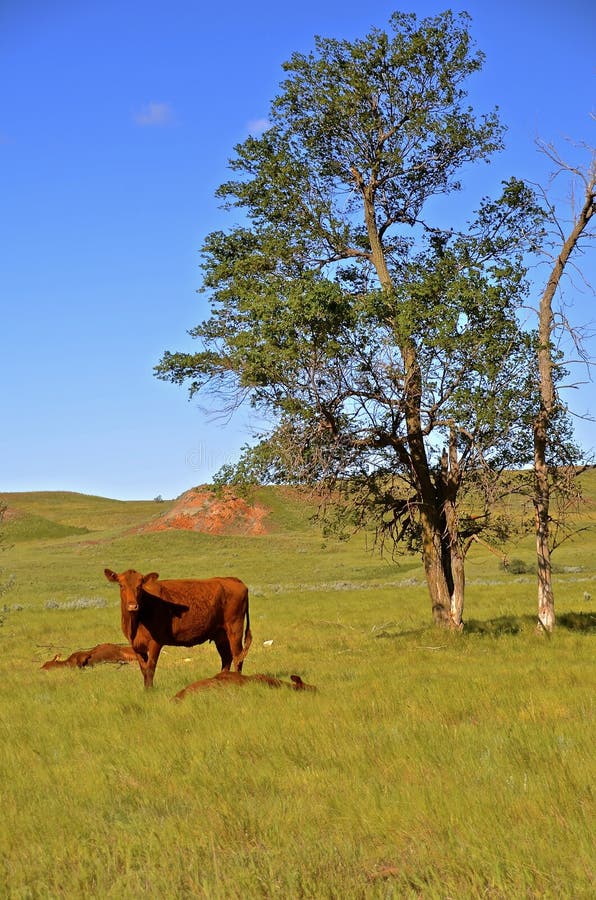 Mother beef cow and two sleeping calves royalty free stock photography Mother beef cow and two sleeping calves royalty free stock photography
