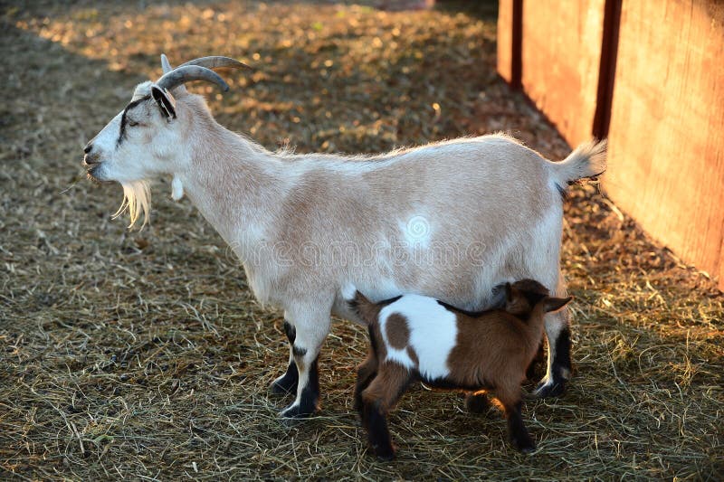 Mother Billy Goat with Kid stock photo. Image of billy 59912084