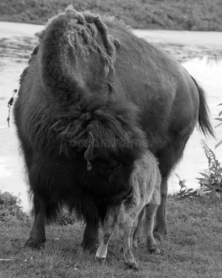 Mother bison breast feeding the calf Bison