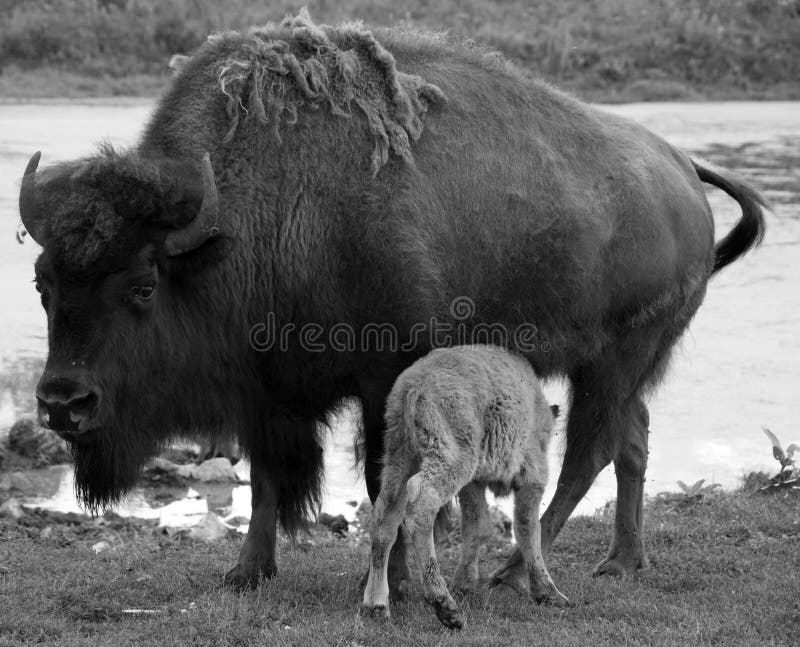 Mother bison breast feeding the calf Bison
