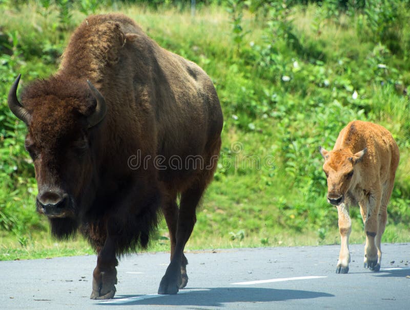 Mother bison and calf Bison