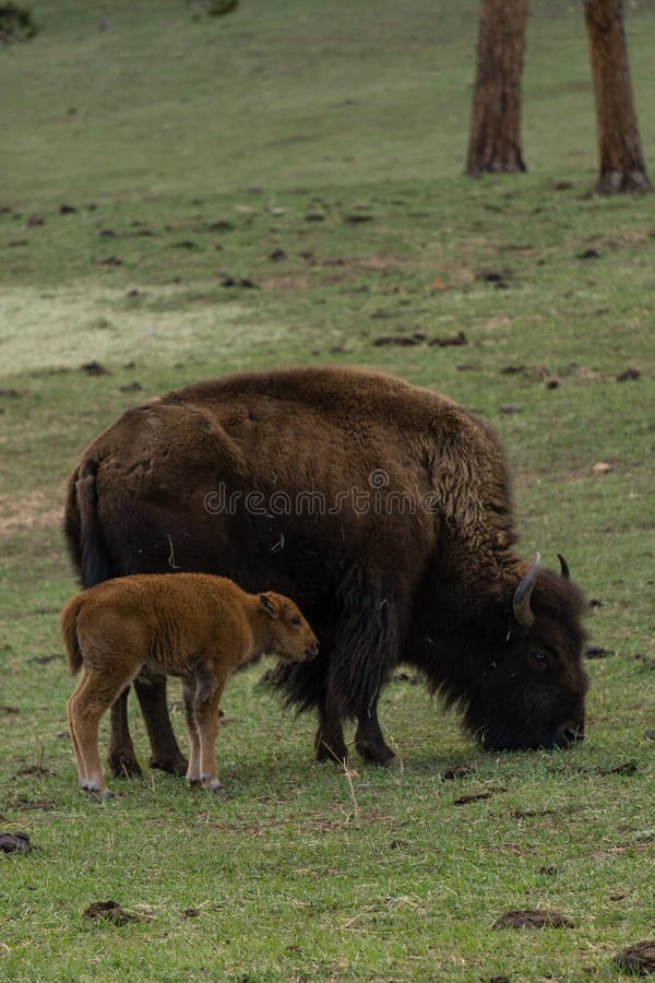 Mother Bison With Young