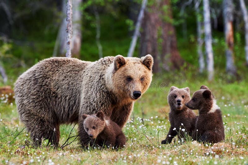 Mother brown bear and her cubs
