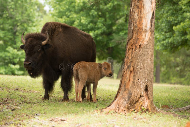 Mother buffalo with calf