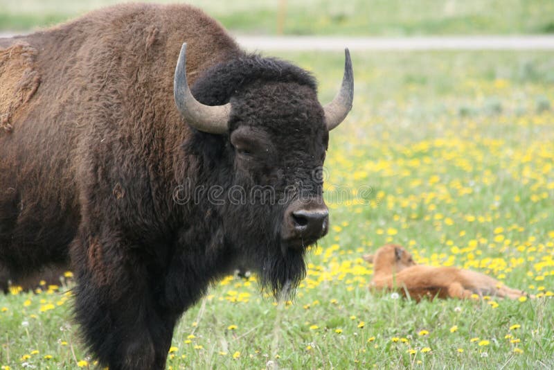 Mother buffalo with lounging baby