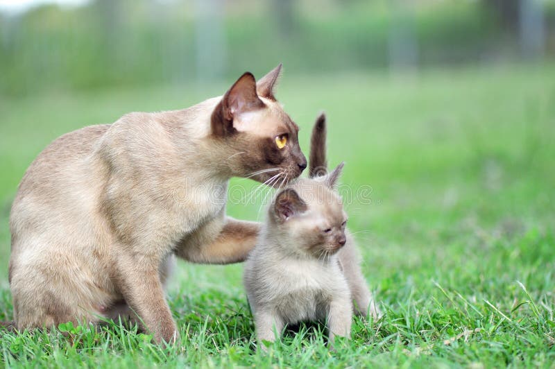 Íntimamente retrato desplegado compasión entre madre gato su, su pata ella abrazó su gatito través de su.