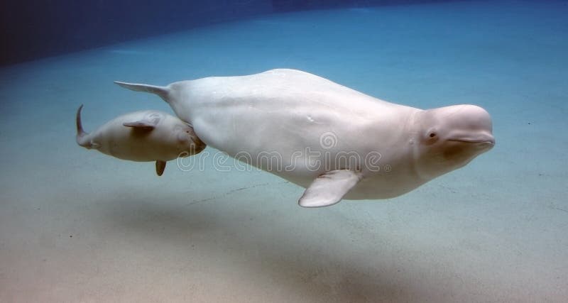 Mother and calf. Beluga whale mother with young calf Mother and calf. Beluga whale mother with young calf