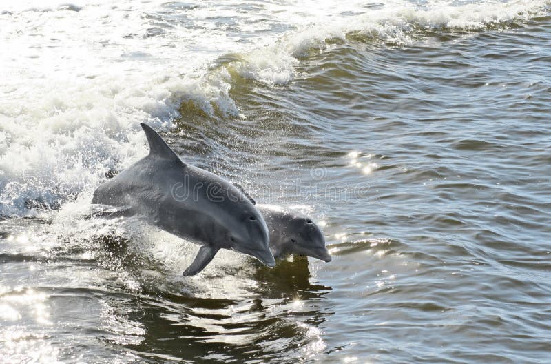 Mother and Calf