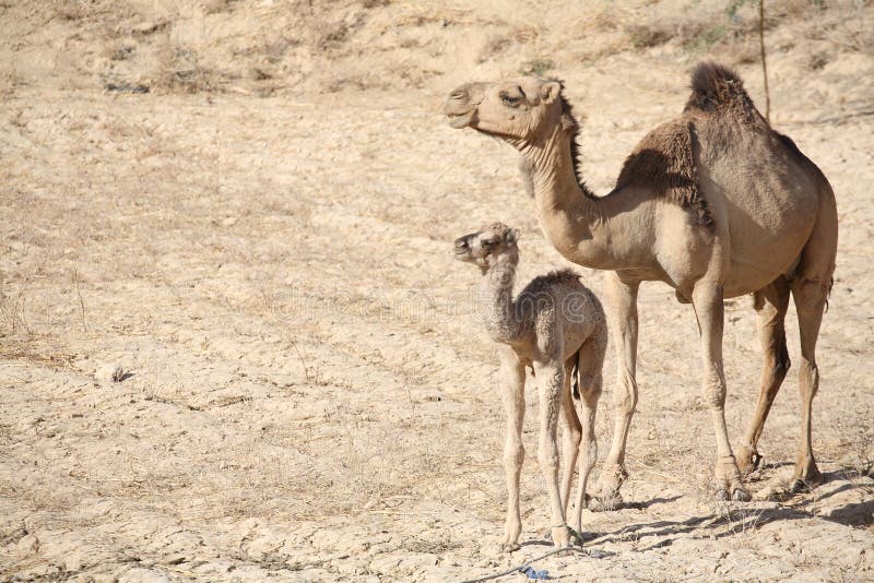 Mother camel with baby