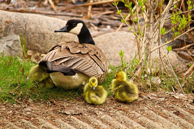 A mother Canadian Goose watching her newly hatched goslings