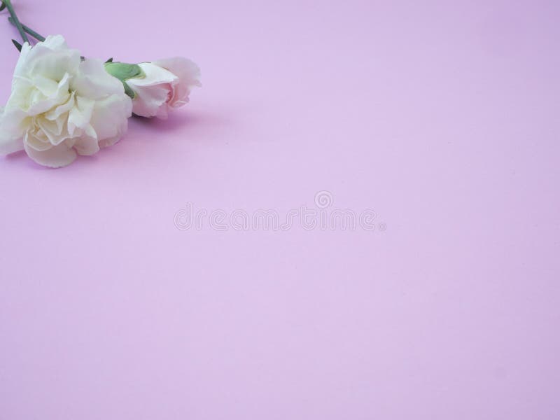 Mother' cartão do dia de s, cravo cor-de-rosa bonito foto de stock royalty free Mother' cartão do dia de s, cravo cor-de-rosa bonito foto de stock royalty free