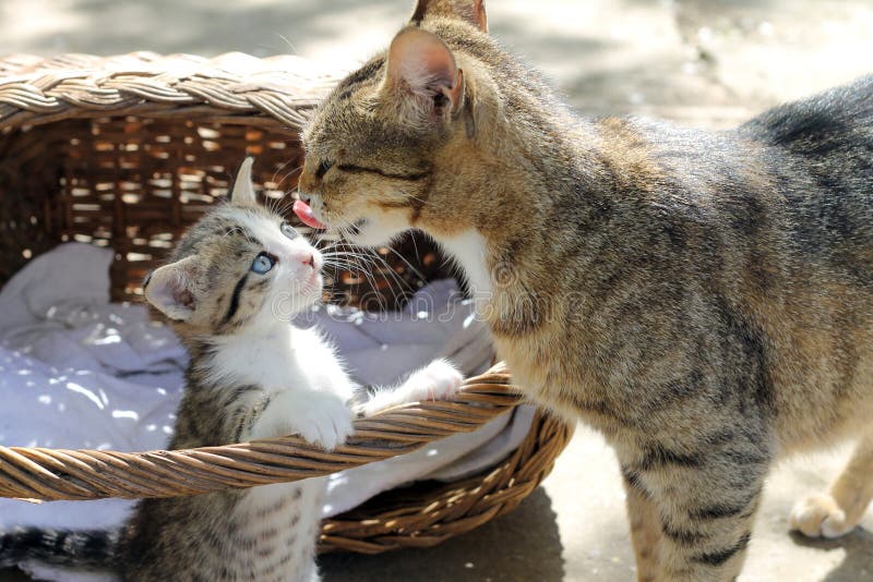 Mother cat and baby cat stock image. Image of background 39862831