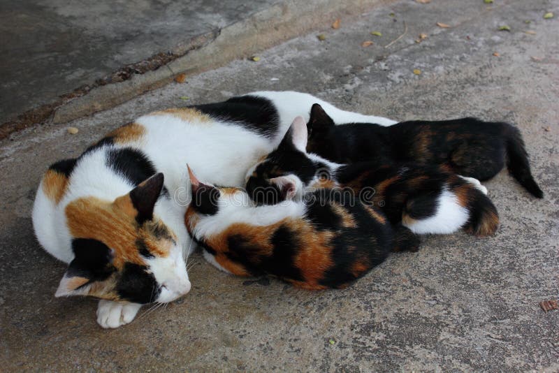 Mother Cat Breastfeeding Her Kittens Stock Photo - Image ...