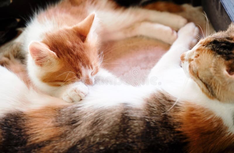 Mother Cat Breastfeeding the Little Cute Kitten Stock Image Image of