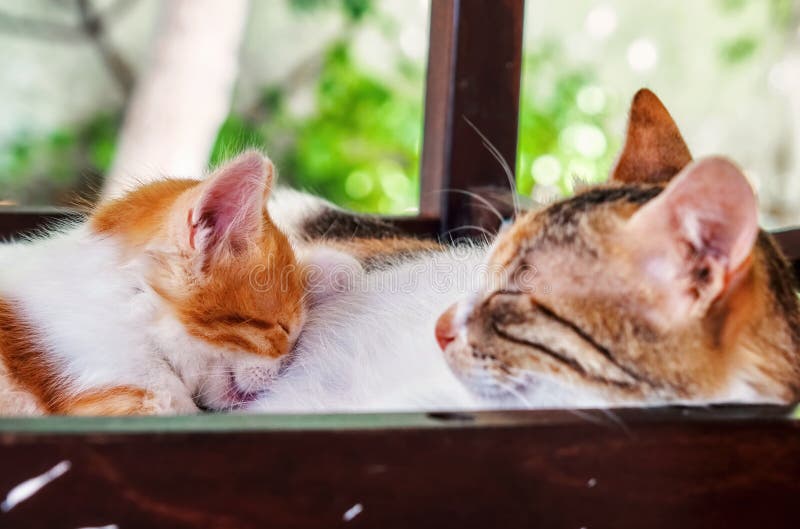 Mother Cat Breastfeeding the Little Cute Kitten Stock Photo Image of