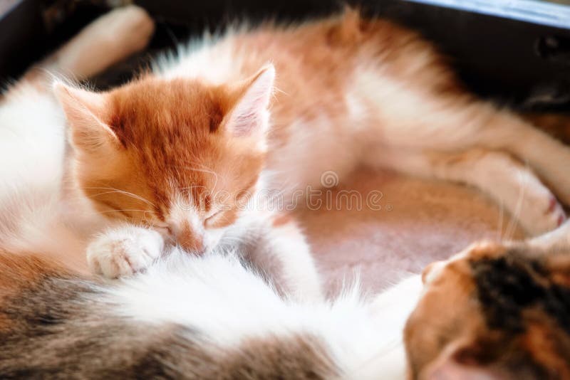 Mother Cat Breastfeeding the Little Cute Kitten Stock Image Image of