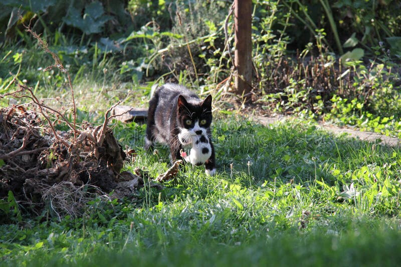 Mother Cat Carrying Her Kitten. Stock Photo - Image of carrying, baby ...