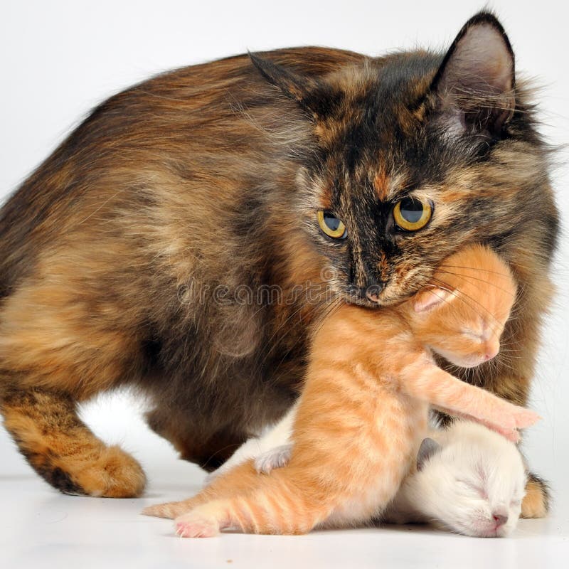 Mother Cat Carrying Newborn Kitten Stock Image - Image of carry