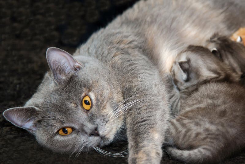 Mother Cat Feed Newborn Kittens. Stock Image - Image of female, kitty ...