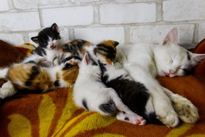 Mother Cat with Her Kittens on Bed Stock Photo Image of hungry