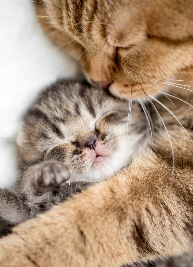 Mother cat hugging kitten