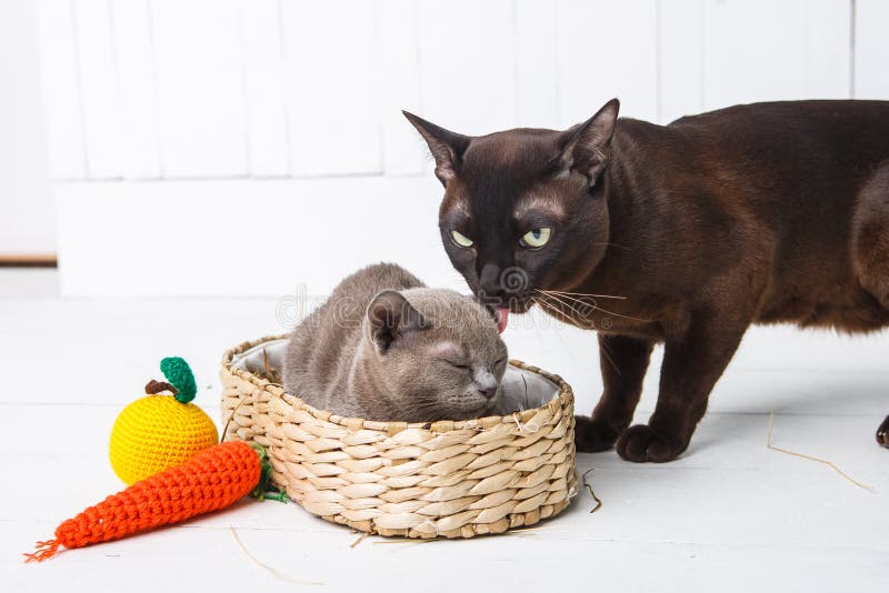 mother cat kisses, washes, licks her baby kittens. Wicker basket, white background stock photos mother cat kisses, washes, licks her baby kittens. Wicker basket, white background stock photos