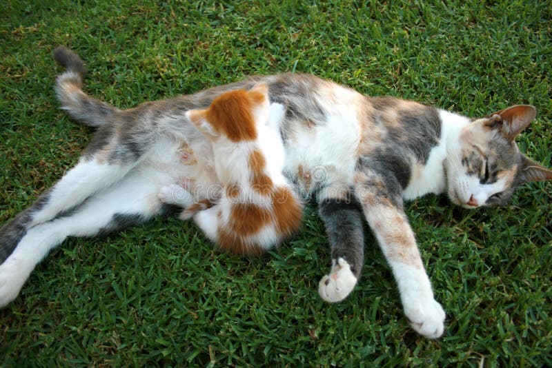 Mother cat and kitten