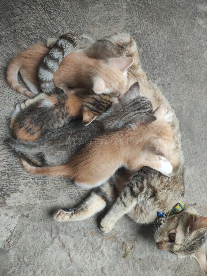 A Mother Cat Who is Nursing Her Cute Kittens Stock Image Image of