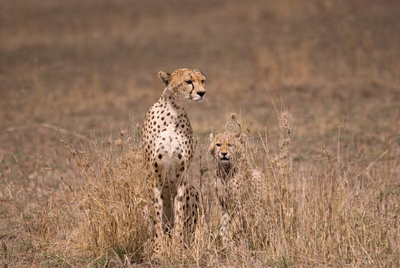 Mother cheetah with cub, Serengeti Park Tanzania