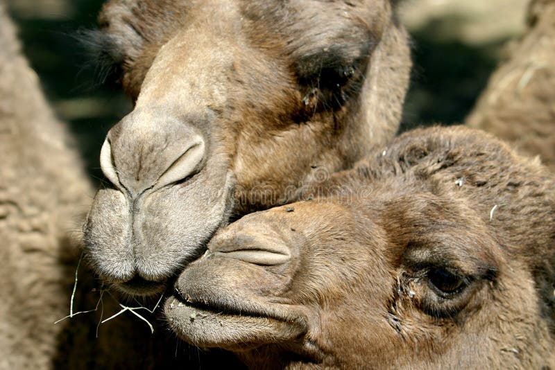 Mother and child dromedary stock photo