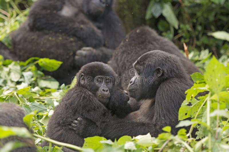 Mother and Child Gorilla in the Bwindi Impenetrable Forest. Mother and Child Gorilla in the Bwindi Impenetrable Forest