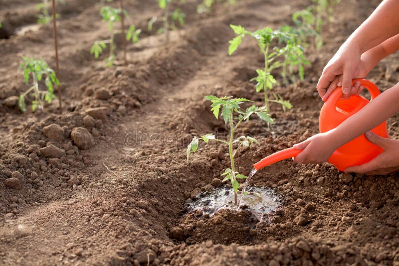 Mother and child watering new tomato plant