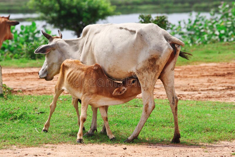 Mother cow