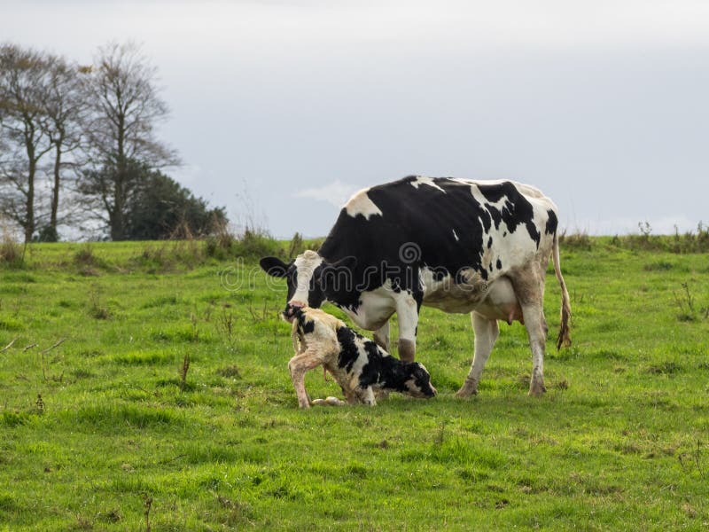 Mother cow helps clean newborn calf in the field. Mother cow and newborn calf, black and white in the Normandy countryside, France. Copy space royalty free stock photo Mother cow helps clean newborn calf in the field. Mother cow and newborn calf, black and white in the Normandy countryside, France. Copy space royalty free stock photo
