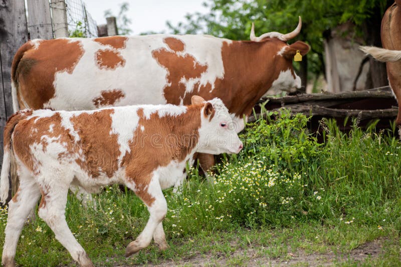 A Mother Cow and Her Calf Stand in a Farm Stock Photo Image of brown