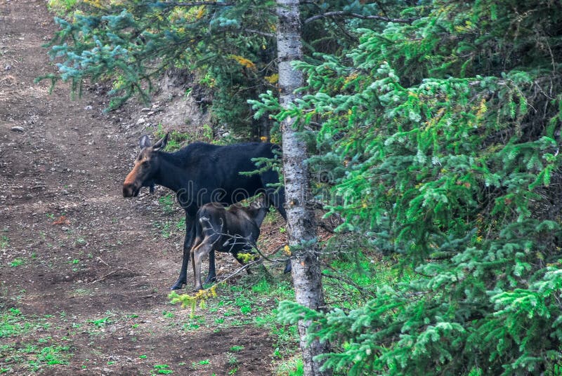 Mother Cow Moose Nursing Baby Calf in the Wild. A wild mother cow moose nursing a baby calf in the wild. Along a nature hiking trail in Colorado, United States royalty free stock image Mother Cow Moose Nursing Baby Calf in the Wild. A wild mother cow moose nursing a baby calf in the wild. Along a nature hiking trail in Colorado, United States royalty free stock image
