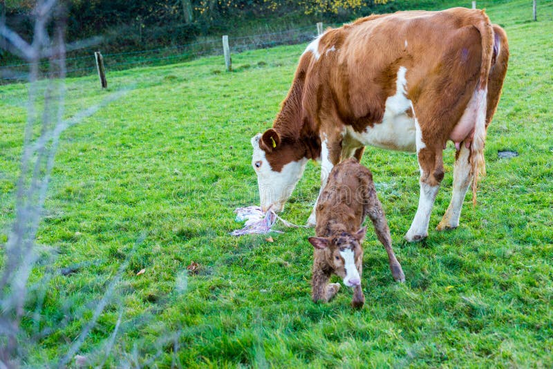 Mother cow with new born calf hours after giving birth on green stock photo Mother cow with new born calf hours after giving birth on green stock photo