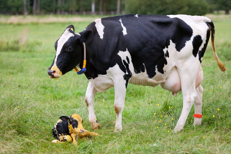 Mother cow with newborn calf on pasture