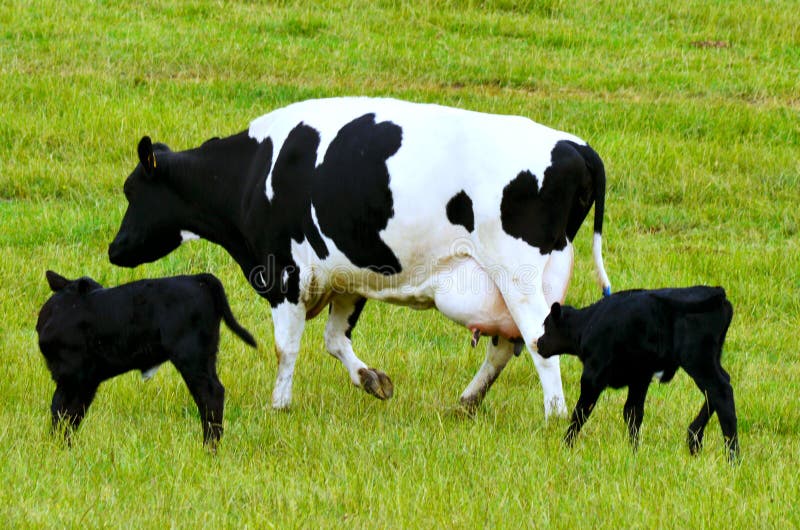 Mother cow with two calf's stock image. Image of wildlife 57740601