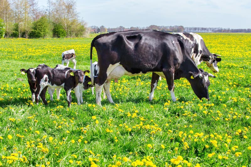 Mother cows with newborn calves in spring meadow stock photo Mother cows with newborn calves in spring meadow stock photo