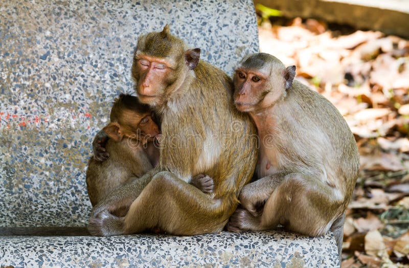 Mother Crab-eating macaque feeding her baby