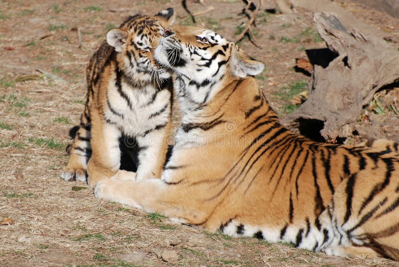 Mother and cub stock photography Mother and cub stock photography
