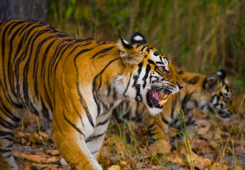 Mother and cub wild Bengal tiger in the grass. India. Bandhavgarh National Park. Madhya Pradesh.