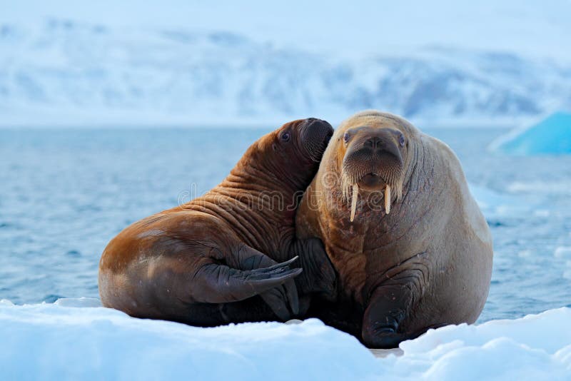 Mother with cub. Young walrus with female. Winter Arctic landscape with big animal. Family on cold ice. Walrus, Odobenus rosmarus