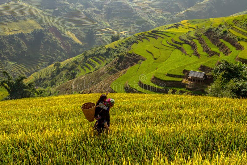 Mother and daughter are walking home on the Vietnamese Rice terr stock photos Mother and daughter are walking home on the Vietnamese Rice terr stock photos