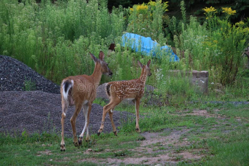 A mother deer and her fawn royalty free stock photo A mother deer and her fawn royalty free stock photo